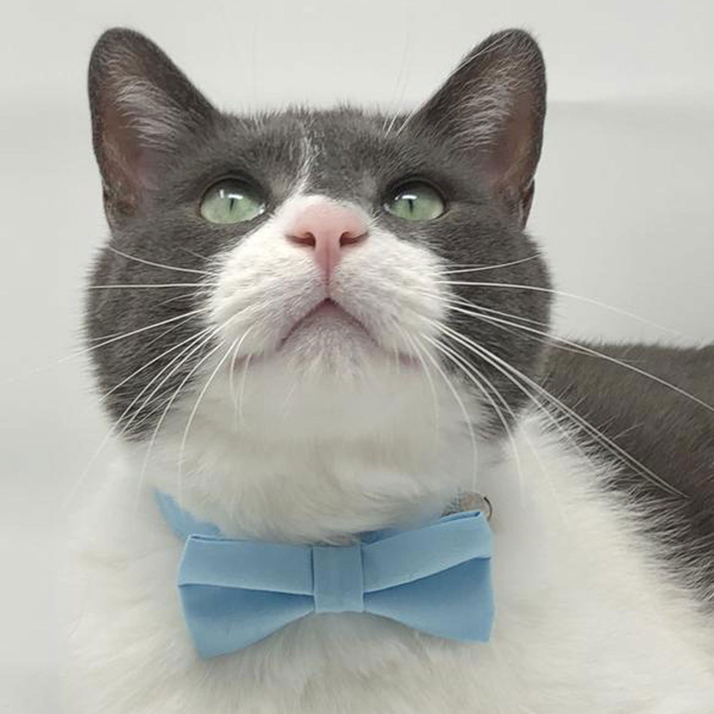 Pet Collar - Baby Blue