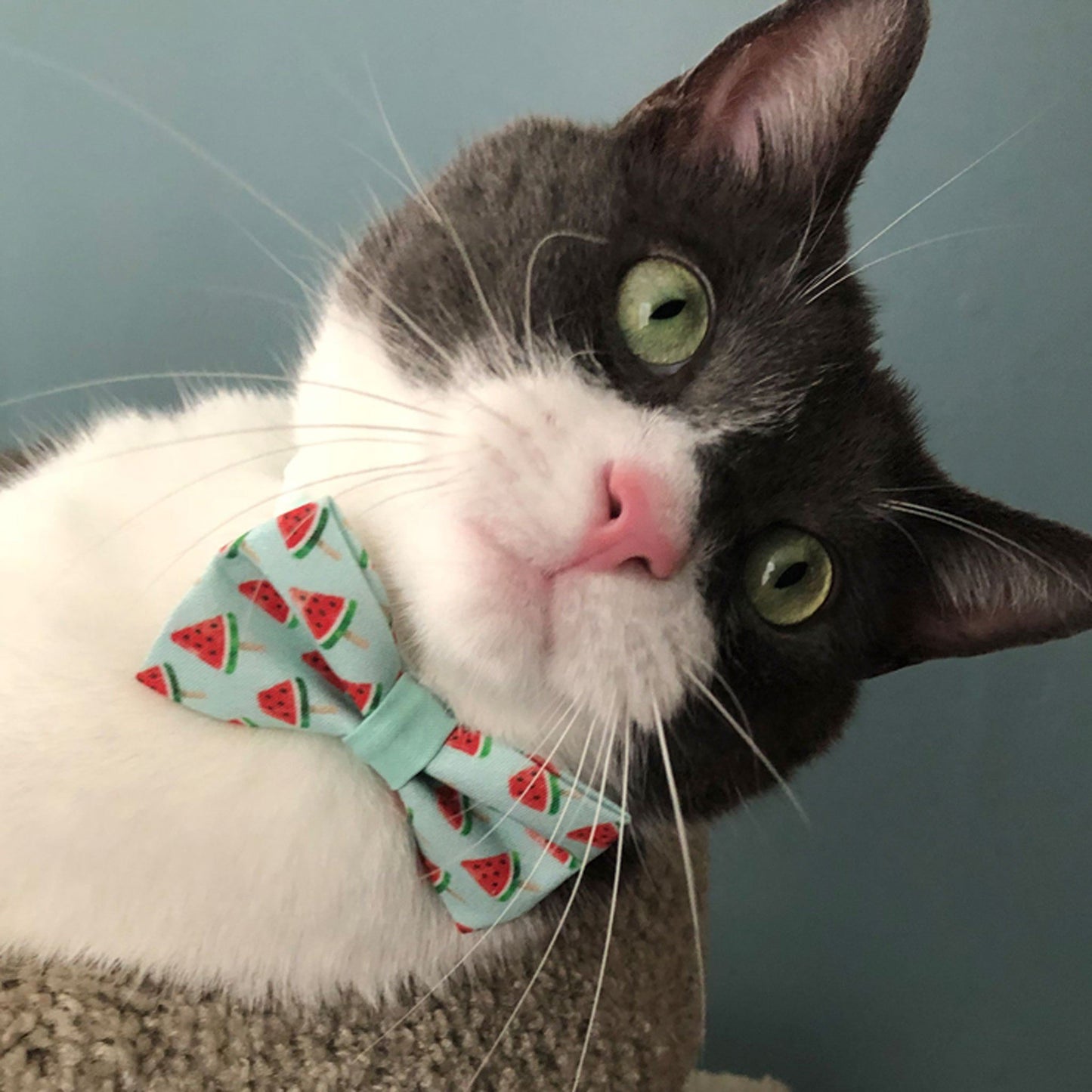 Pet Collar - Watermelon Pops