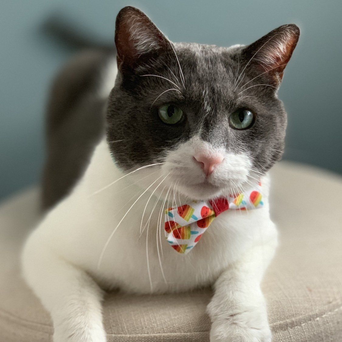 Pet Bow Tie - Rainbow Popsicles