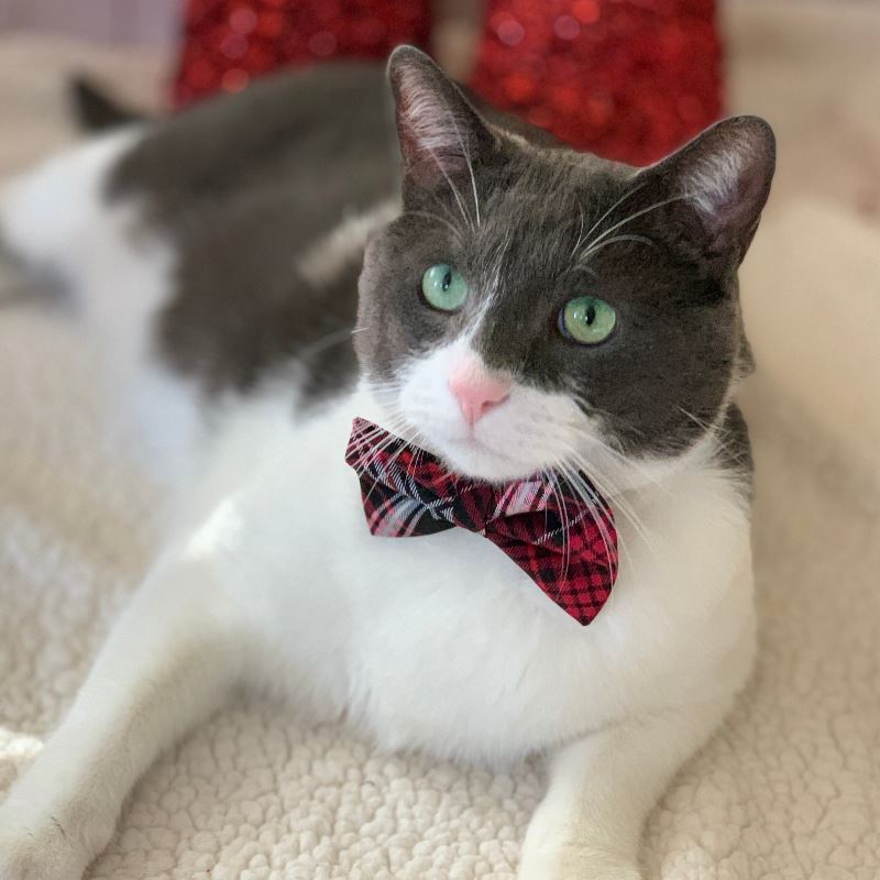Pet Bow Tie - Tartan Plaid
