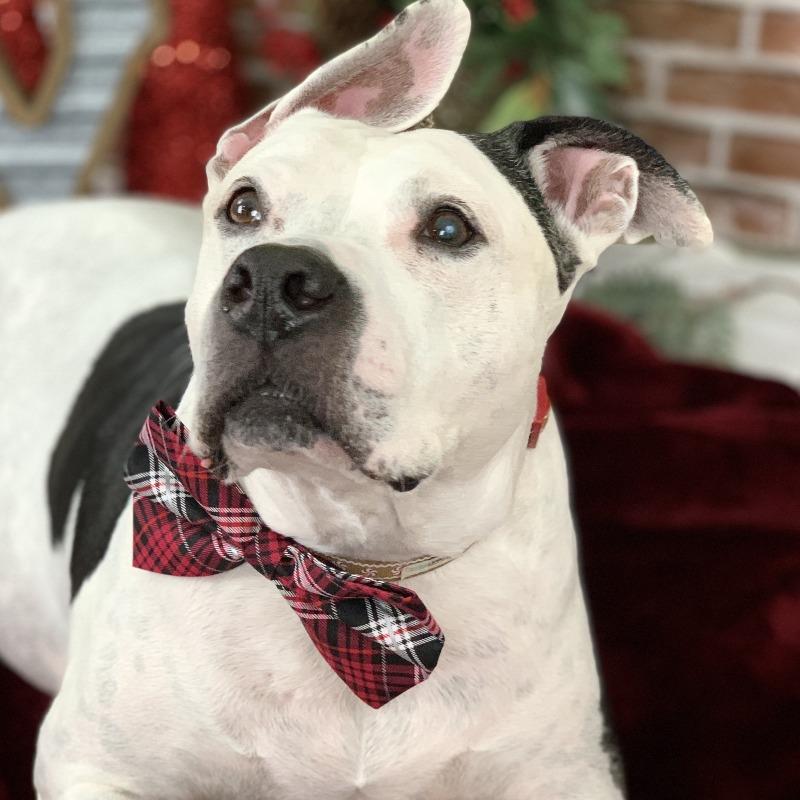Pet Bow Tie - Tartan Plaid