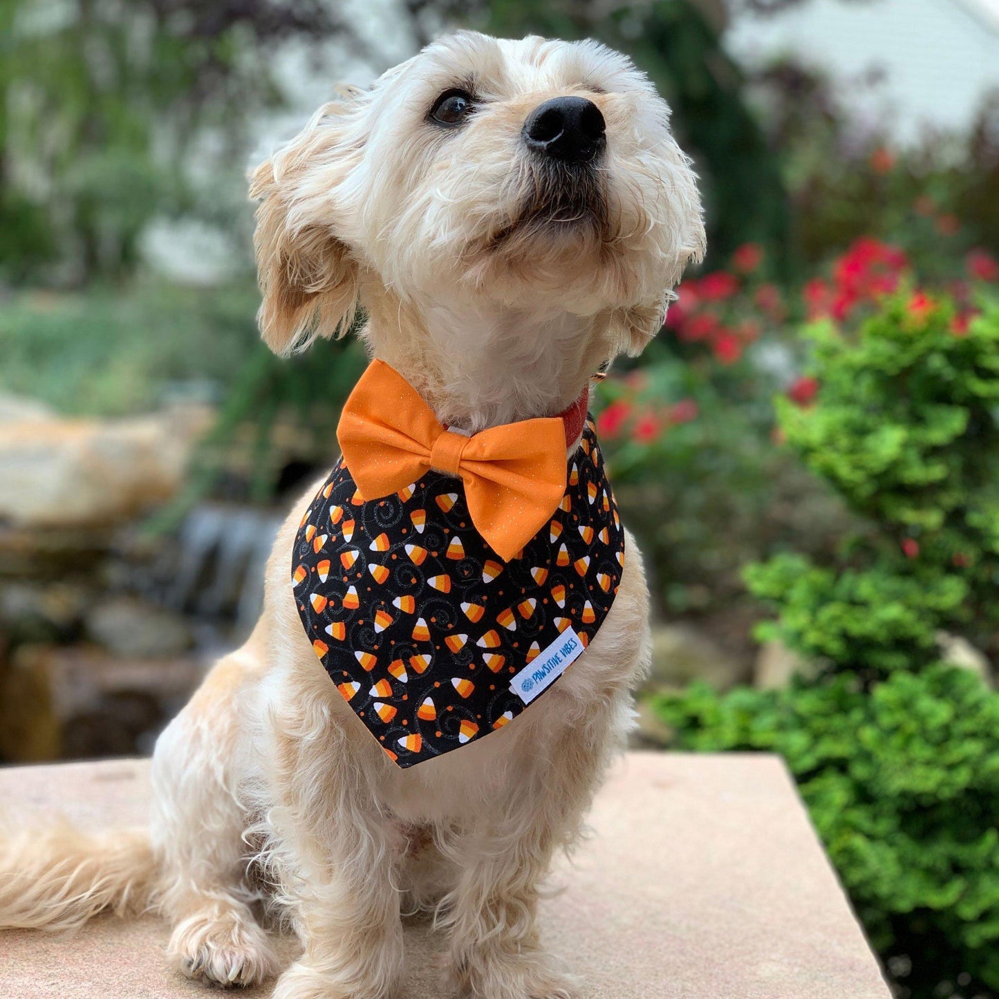 Pet Bow Tie - Orange Sparkle