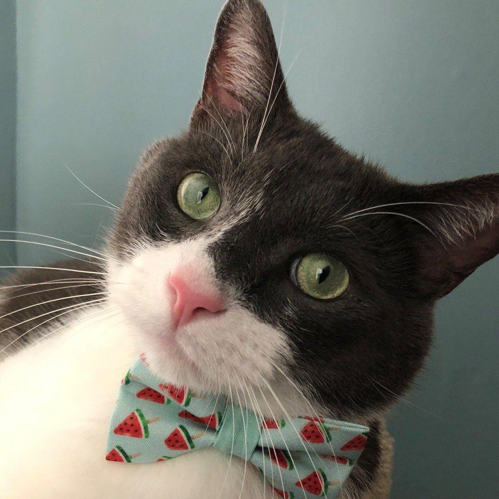 Cat Collar and Bow Tie Set - Mint