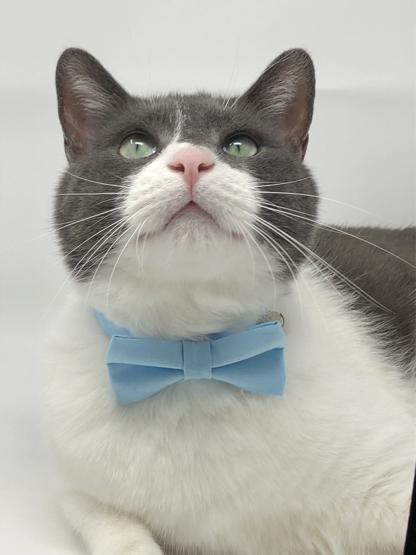 Pet Bow Tie - Baby Blue