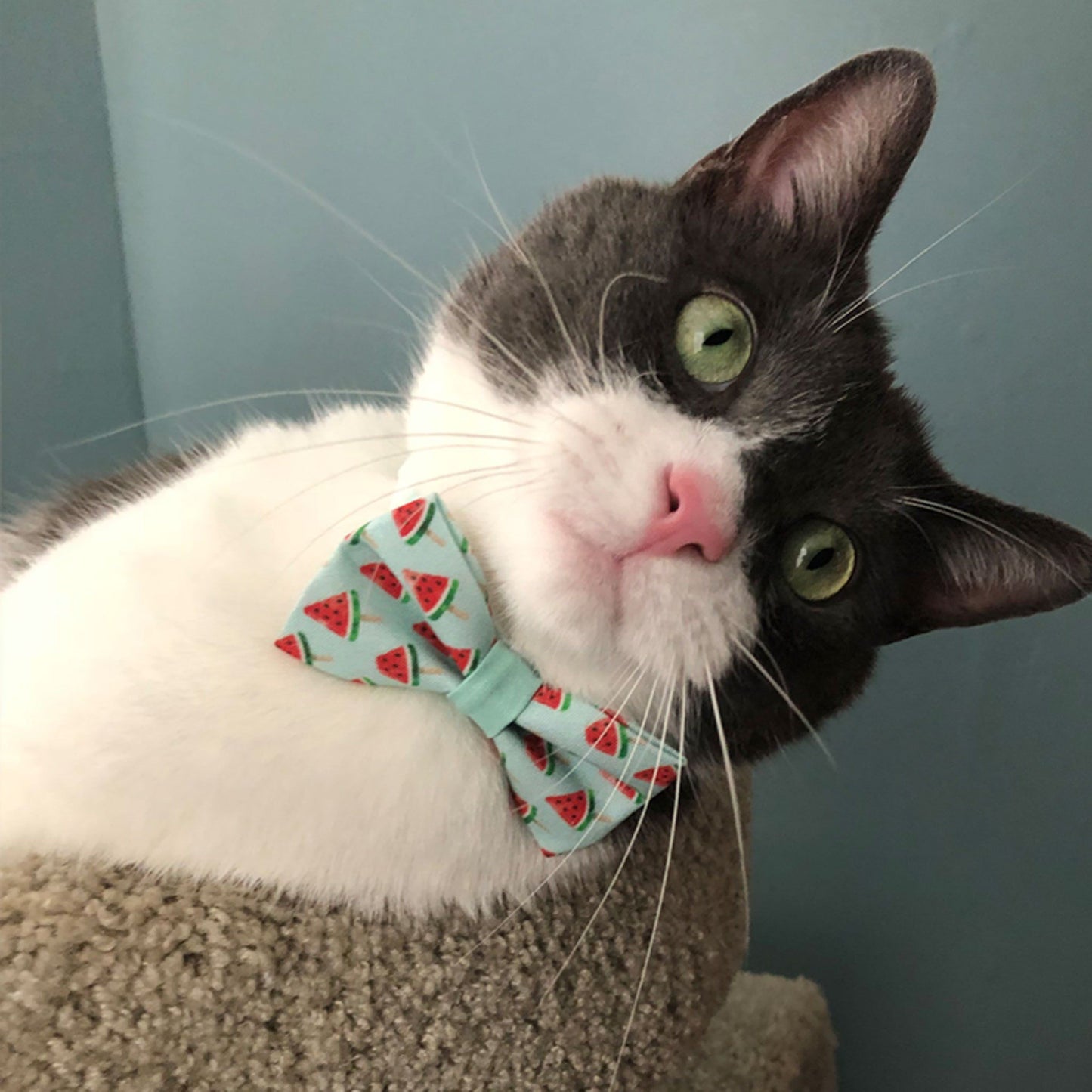 Pet Bow Tie - Watermelon Pops
