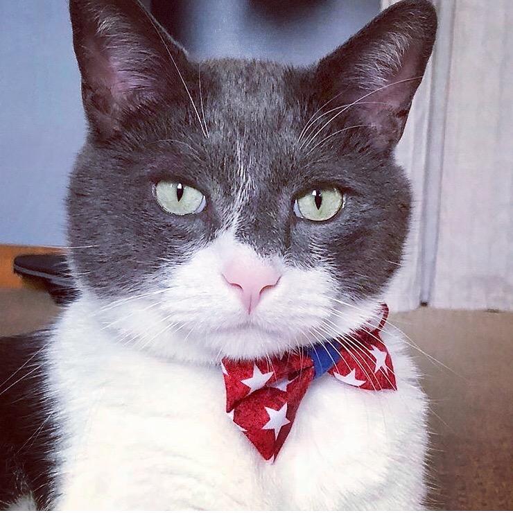 Pet Bow Tie - Victory Red & White Stars
