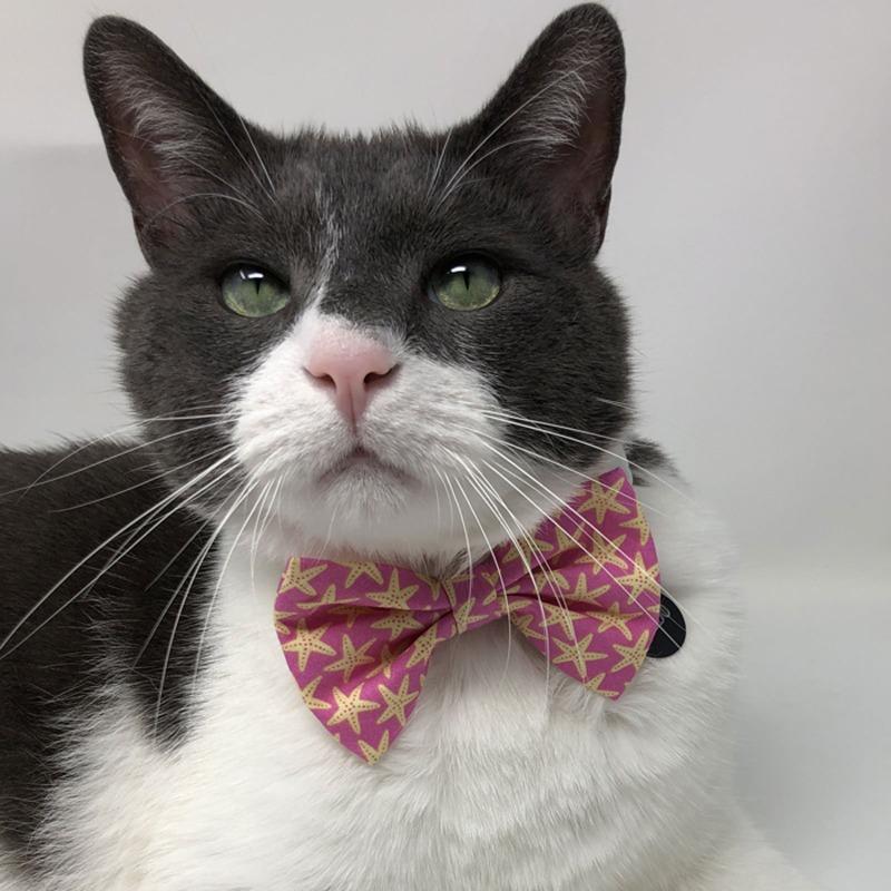 Pet Bow Tie - Pink Starfish